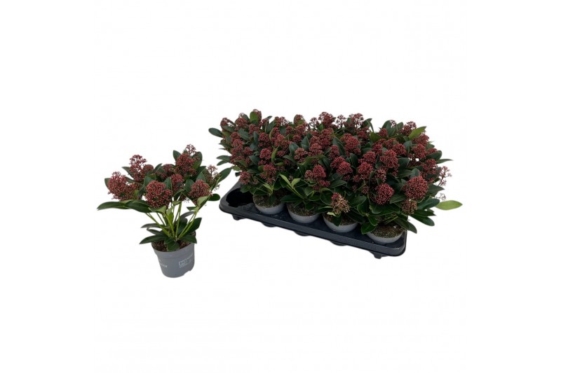 Skimmia japonica rubella Skimmia Rubella 7+ bloemen 7 bl. 