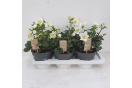 Helleborus niger christmas carol Helleborus Christmas Carol 17 cm Medi