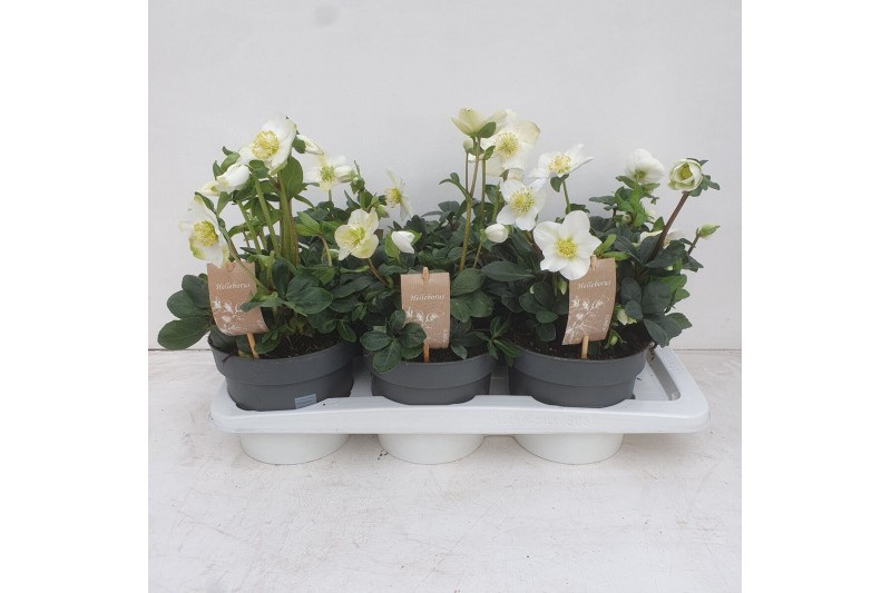 Helleborus niger christmas carol Helleborus Christmas Carol 17 cm Medi 