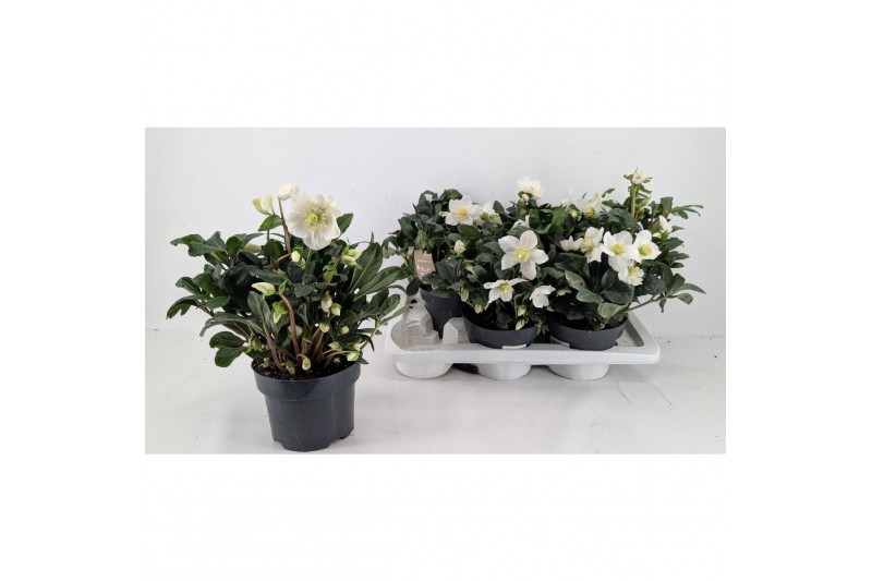 Helleborus niger christmas carol Helleborus Christmas Carol 17 cm XXL  