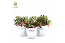 Gaultheria procumbens big berry Gaultheria pr. Big Berry® P10 in Zinc 