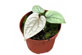 Anthurium Anthurium Luxurians zonder bloem bl.