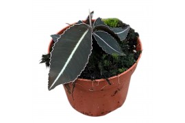 Kamerplanten Labisia Pumila 1 pp