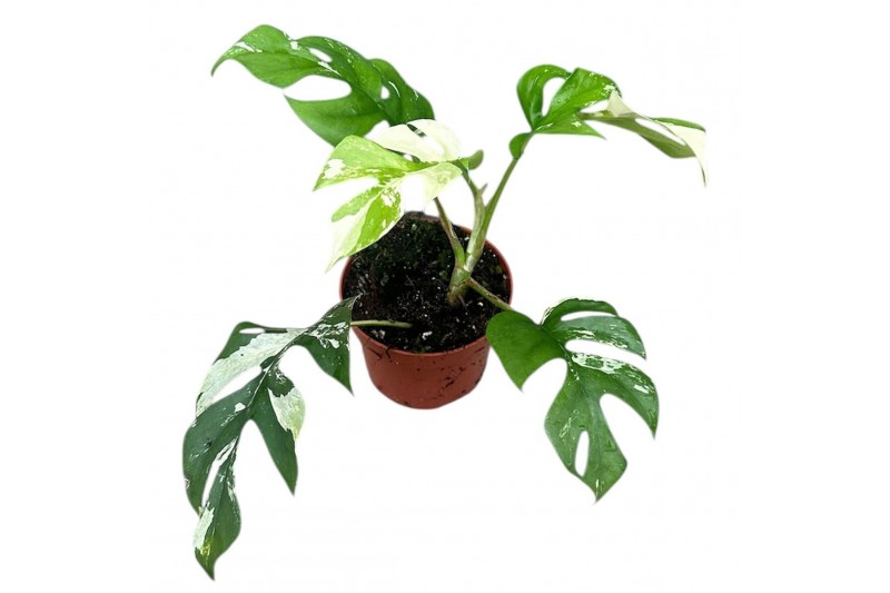 Kamerplanten Rhaphidophora Tetrasperma Variegata 1 pp 