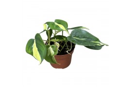 Philodendron Philodendron Cream Splash 1 pp
