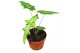 Alocasia Alocasia Portei 1 pp 