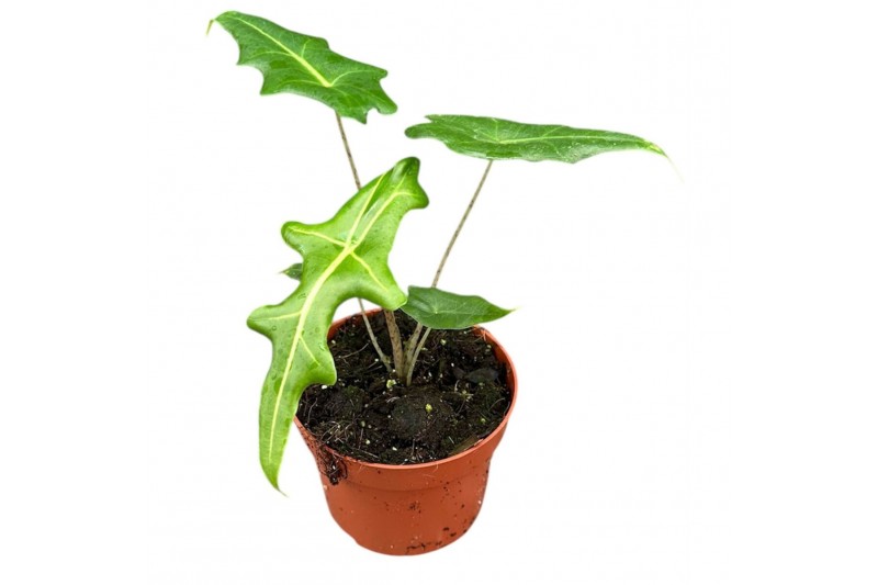 Alocasia Alocasia Portei 1 pp 