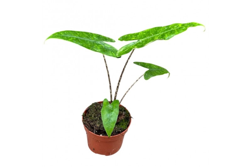 Alocasia Alocasia Reticulata 1 pp 