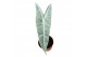 Alocasia Alocasia Longiloba Silver 1 pp 