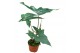 Alocasia Alocasia Batwing 1 pp 