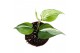 Philodendron Philodendron Rio 1 pp 