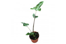 Alocasia Alocasia Teletubbies 1 pp