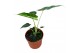 Alocasia Alocasia Frydek Tattoo 1 pp 