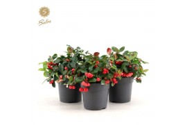 Gaultheria procumbens big berry Gaultheria pr. Big Berry® P1217 cm dia