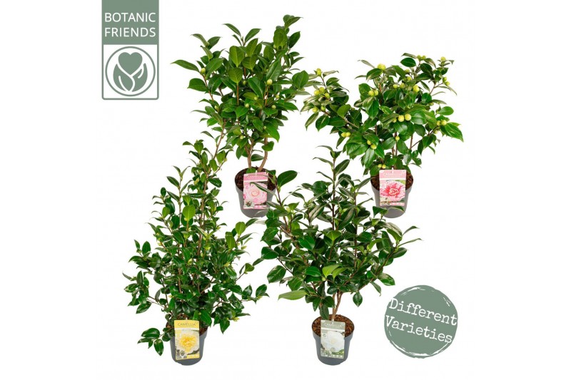Camellia japonica Camellia jap. Diverse mix Premium15 bl. 3 kleuren pe 