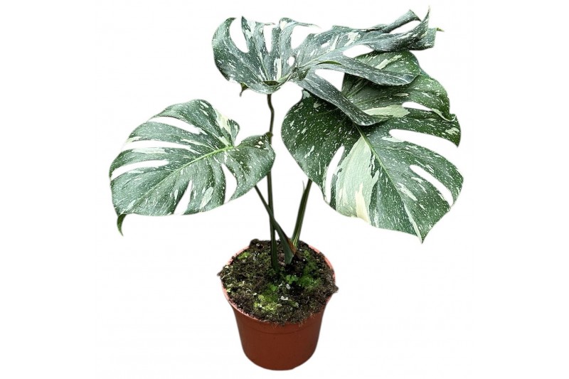 Monstera deliciosa thai constellation Monstera Thai Constellation 1 pp 