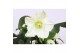Helleborus hgc ice n roses white HGC Helleborus Ice N Roses White in g 