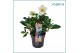 Helleborus niger christmas carol Helleborus Christmas Carol 15 cm Larg 