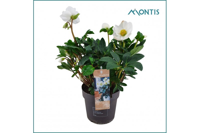 Helleborus niger christmas carol Helleborus Christmas Carol 15 cm XXL  