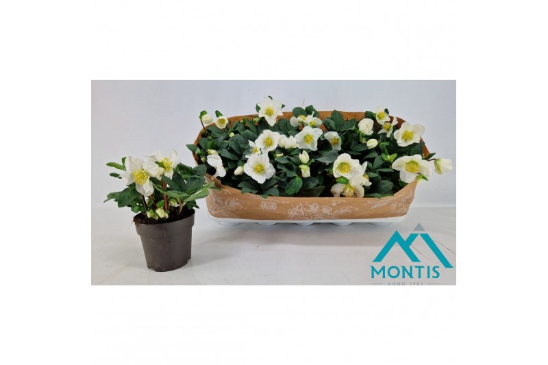 Helleborus niger christmas carol Helleborus Christmas Carol 12 cm Larg 