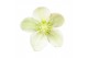 Helleborus x ericsmithii viv valeria Helleborus Orientalis VIV Single  