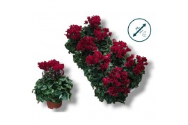 Cyclamen pers. super serie compact Cyclaam-WIJNROOD 17 cm diameter bor