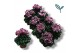 Cyclamen pers. metis fantasia Cyclamen-FANTASIA WIJNROOD 20 cm diamete 