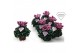 Cyclamen pers. Cyclamen Exclusive® Odora Geurend!! 20 cm diameter twee 
