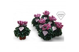 Cyclamen pers. Cyclamen Exclusive® Odora Geurend!! 20 cm diameter twee