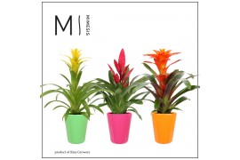 Bromelia mix Bromelia Cupcake - 13cm in Florence | Mimesis