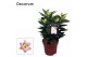 Lilium oriental souvenir Lilium Or Souvenir 17cm3 tak/plnt 10 bl. 