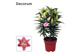 Lilium oriental reeleeze Lillium Or. Reeleeze - 4pp3 tak/plnt 8 bl.