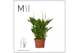 Spathiphyllum chopin 8+