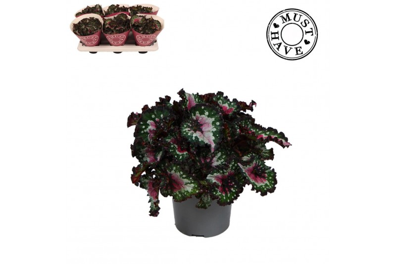 Begonia blad rex purple blush Bladbegonia Rex Purple Blush MUST HAVE1  