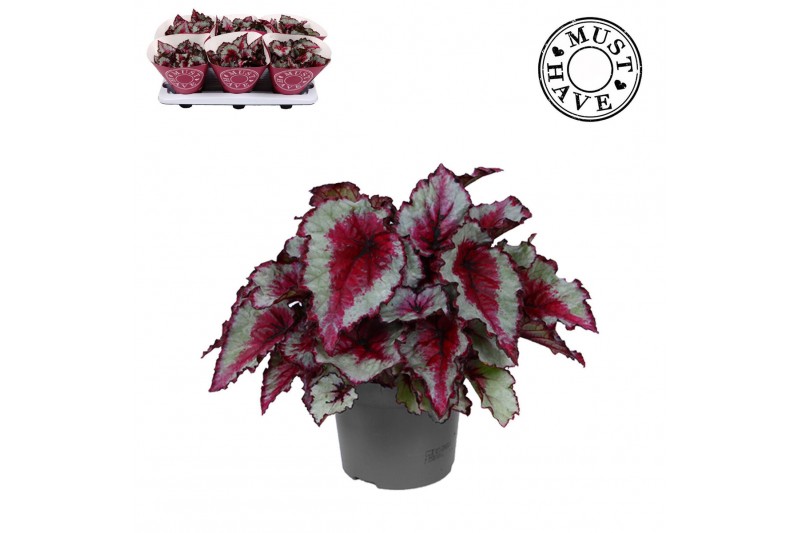 Begonia blad rex caribbean night Bladbegonia Rex Caribbean Night MUST  