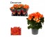 Begonia elatior du. reina oranje Begonia reina oranje 13 cm Decorumpp 