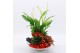 Arrangementen kamerplanten BAXM-2502R Xmas Fundamentals 3 pp 