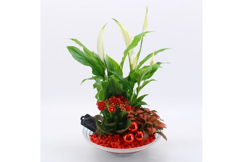 Arrangementen kamerplanten BAXM-2502R Xmas Fundamentals 3 pp 