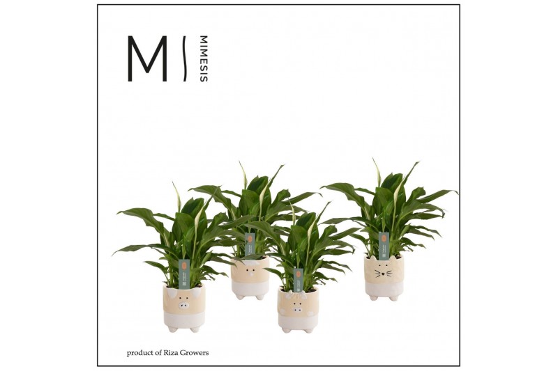 Spathiphyllum chopin 3+ in Tommy Nature Love Keramiek 