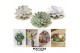 Echeveria mix ROOTLESS Echeveria mix 12-14 cm, solo 