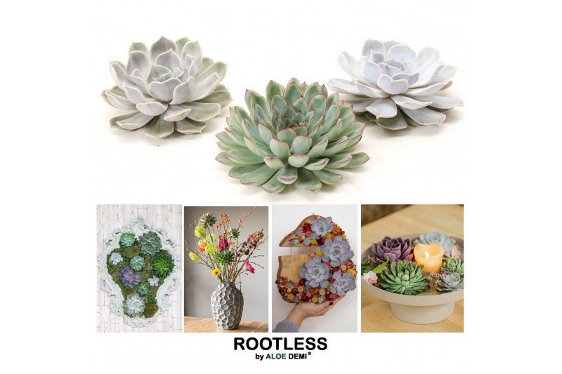 Echeveria mix ROOTLESS Echeveria mix 12-14 cm, solo 