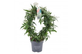 Jasminum polyanthum Jasminum boog 300 knop p12 (Jasmijn)300 bl.