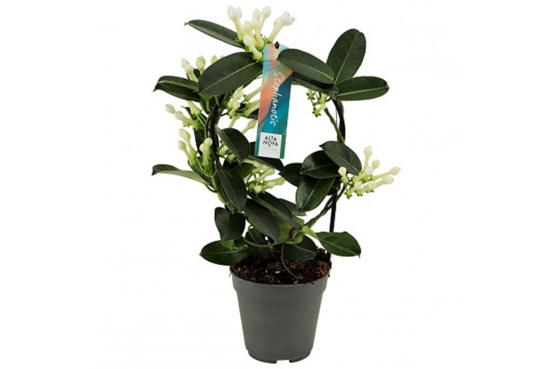 Stephanotis floribunda Stephanotis boog 7-8 tros p1278 per plant 