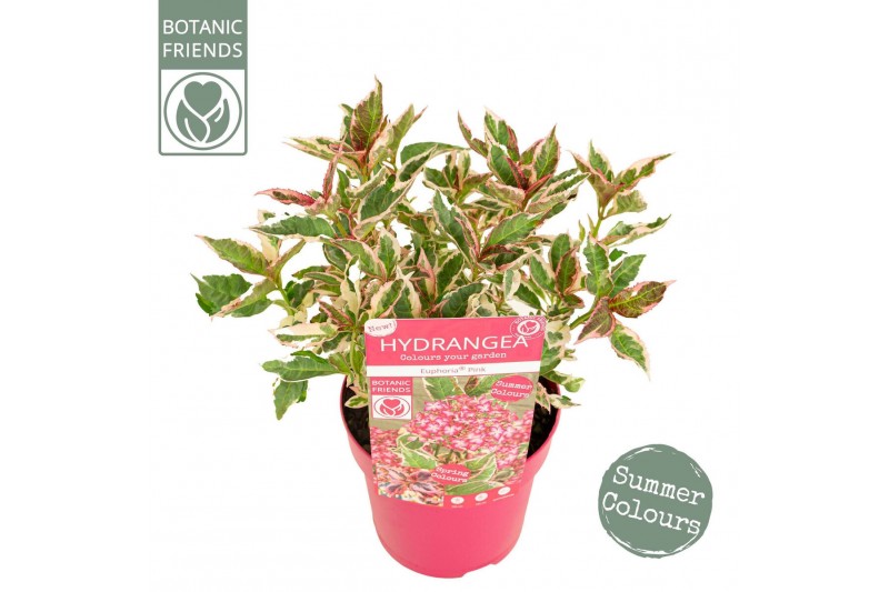 Hydrangea serrata Hydrangea serrata Euphoria Pink5 bl. 