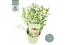 Eucalyptus parvula Eucalyptus parvifolia Oliva