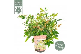 Nandina domestica Nandina dom. Twilight