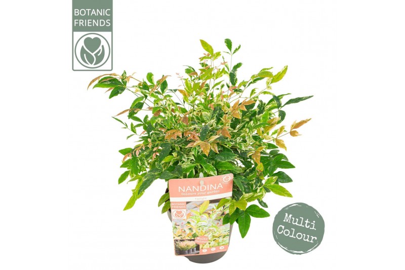 Nandina domestica Nandina dom. Twilight 
