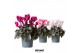 Cyclamen pers. midi Cyclamen mix25 cm diameter 1 pp 8 tak/plnt 