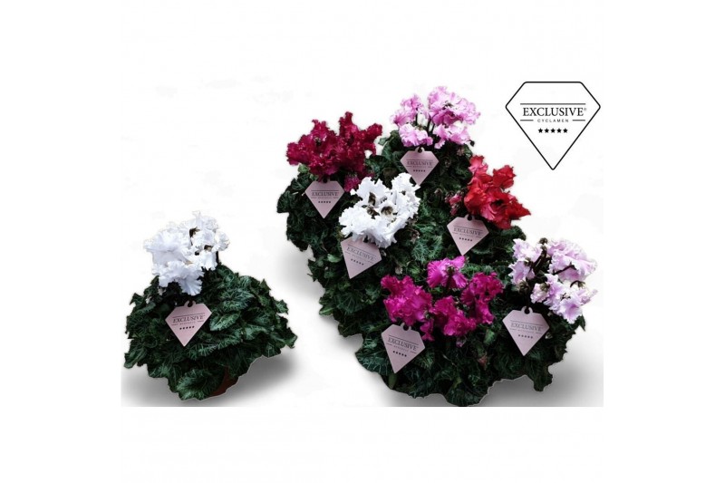 Cyclamen pers. super serie merengue Cyclamen Exclusive® Merengue Mix 2 