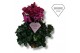 Cyclamen pers. super serie merengue Cyclamen Exclusive® Merengue Paars 